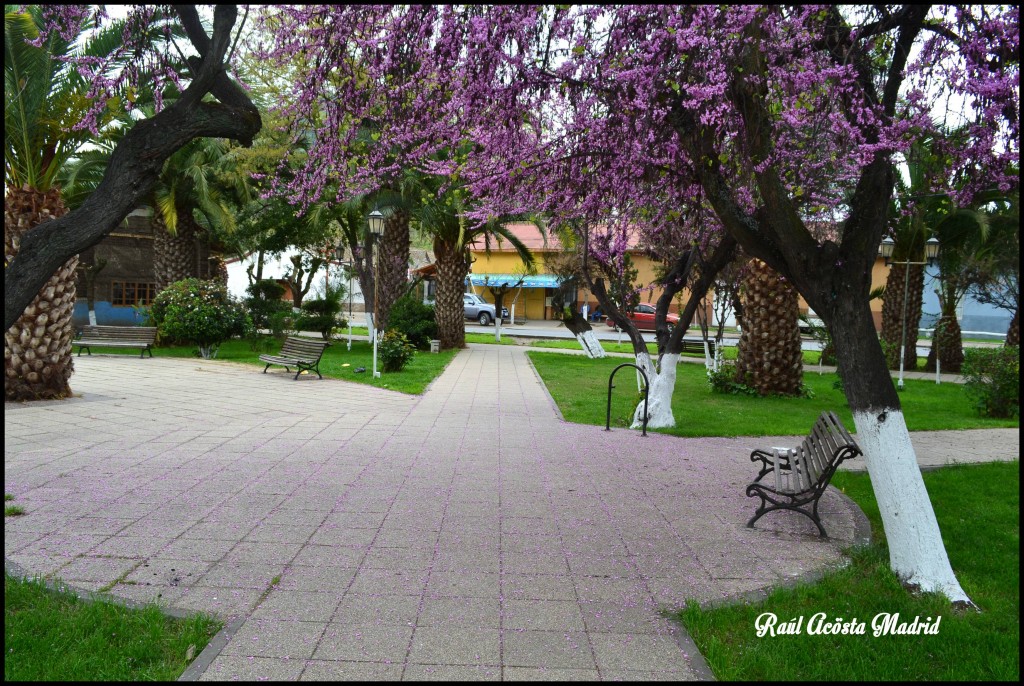 Foto de Quinta de Tilcoco (Libertador General Bernardo OʼHiggins), Chile