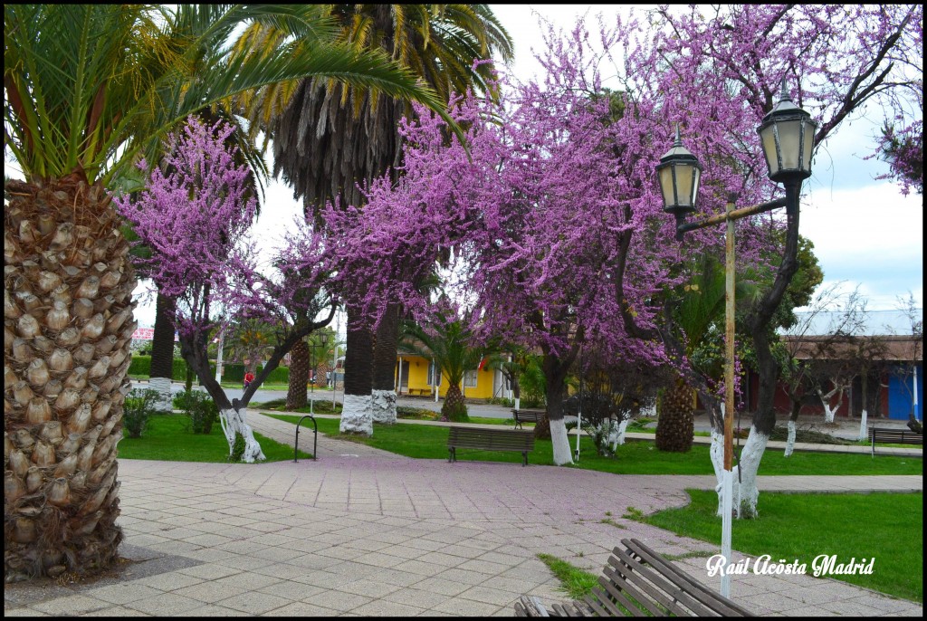 Foto de Quinta de Tilcoco (Libertador General Bernardo OʼHiggins), Chile