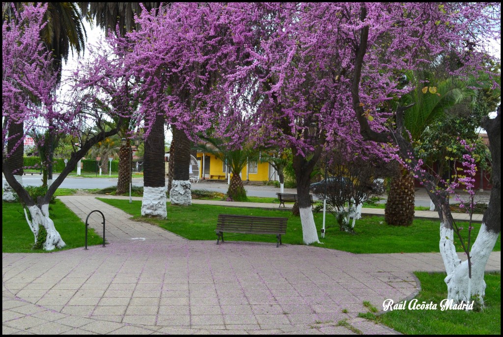 Foto de Quinta de Tilcoco (Libertador General Bernardo OʼHiggins), Chile