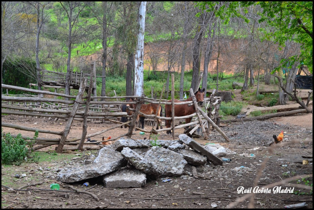 Foto de Quinta de Tilcoco (Libertador General Bernardo OʼHiggins), Chile