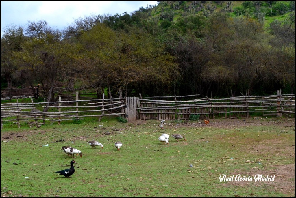 Foto de Quinta de Tilcoco (Libertador General Bernardo OʼHiggins), Chile