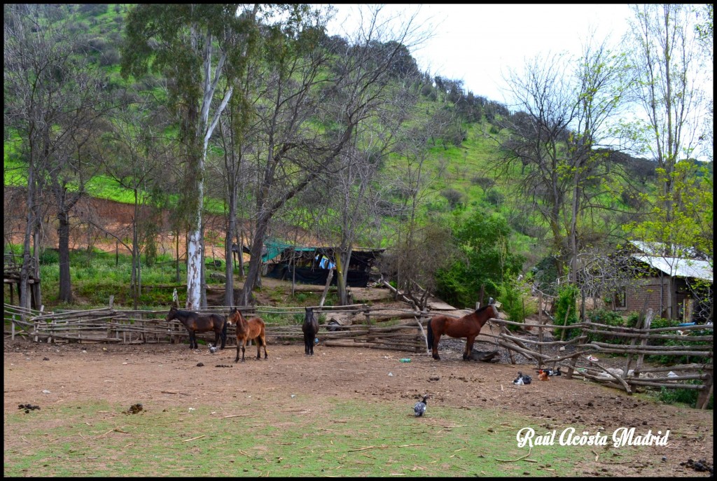 Foto de Quinta de Tilcoco (Libertador General Bernardo OʼHiggins), Chile