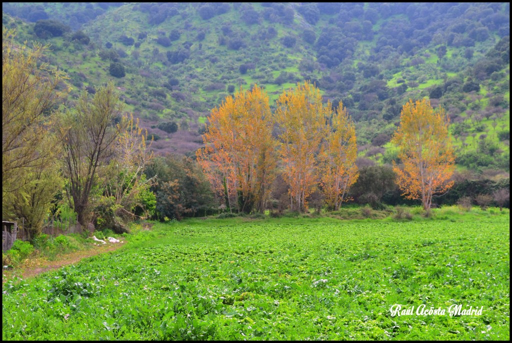 Foto de Quinta de Tilcoco (Libertador General Bernardo OʼHiggins), Chile