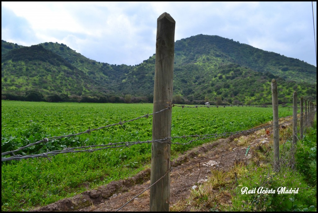 Foto de Quinta de Tilcoco (Libertador General Bernardo OʼHiggins), Chile