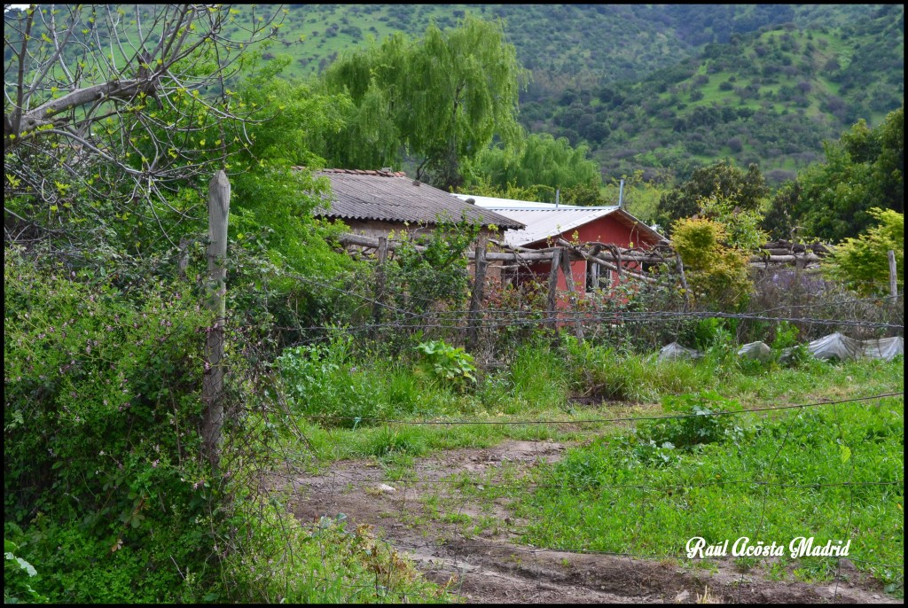 Foto de Quinta de Tilcoco (Libertador General Bernardo OʼHiggins), Chile