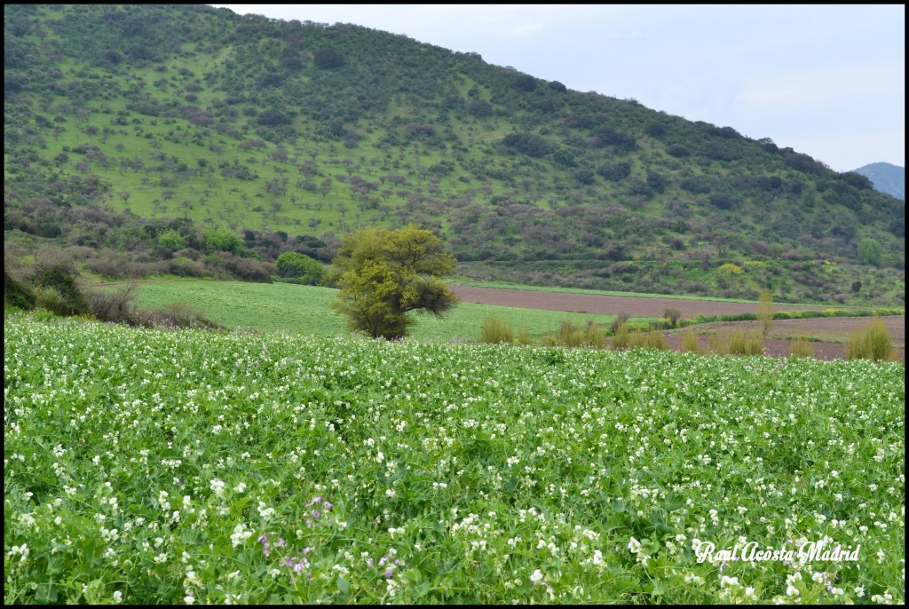 Foto de Quinta de Tilcoco (Libertador General Bernardo OʼHiggins), Chile