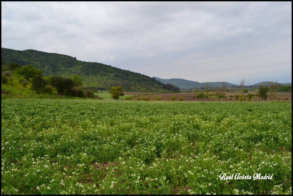 Foto de Quinta de Tilcoco (Libertador General Bernardo OʼHiggins), Chile