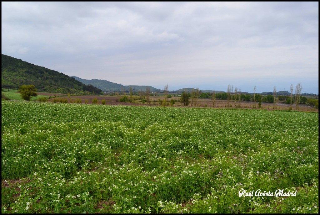 Foto de Quinta de Tilcoco (Libertador General Bernardo OʼHiggins), Chile