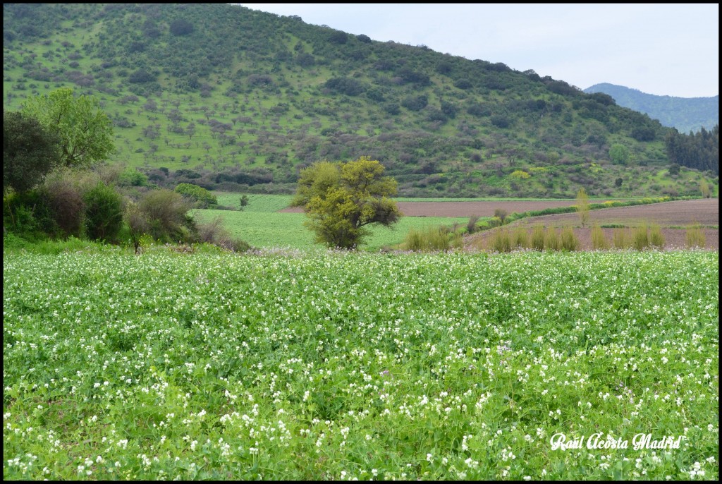 Foto de Quinta de Tilcoco (Libertador General Bernardo OʼHiggins), Chile