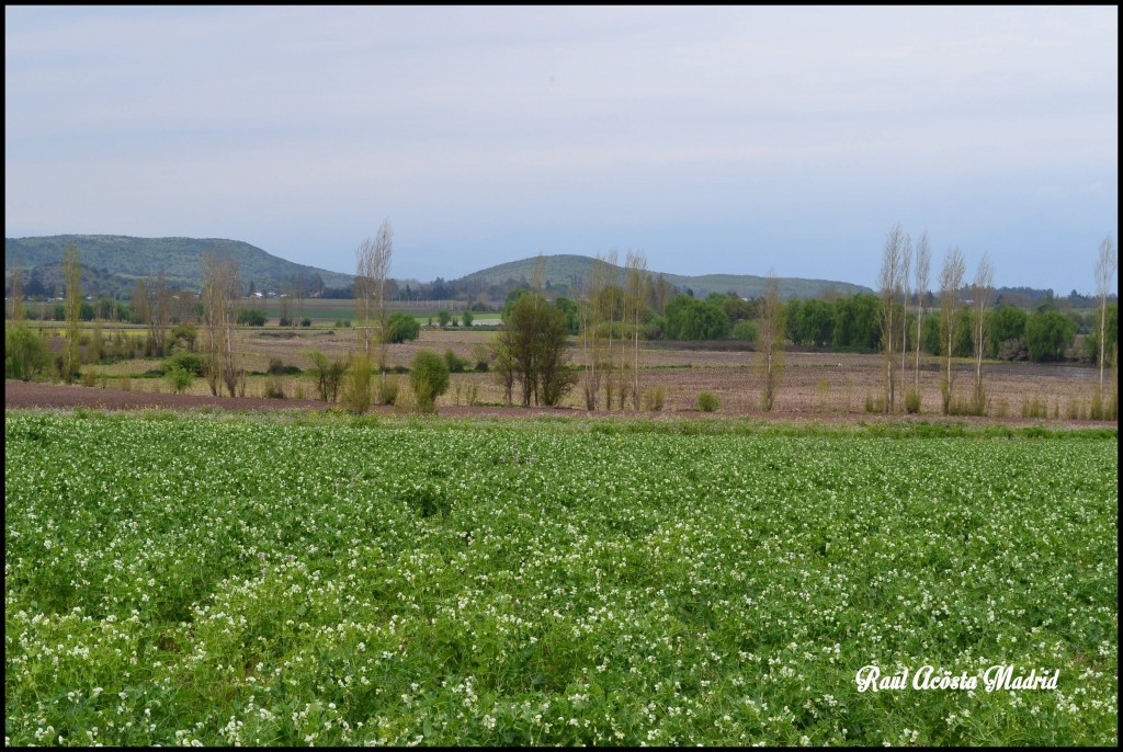 Foto de Quinta de Tilcoco (Libertador General Bernardo OʼHiggins), Chile