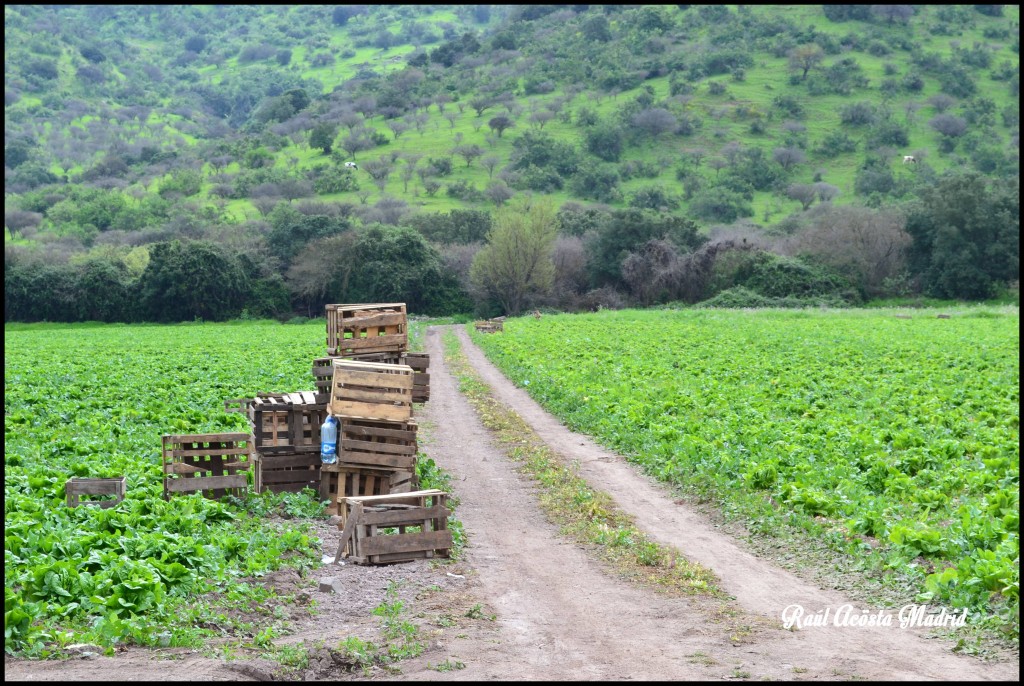 Foto de Quinta de Tilcoco (Libertador General Bernardo OʼHiggins), Chile