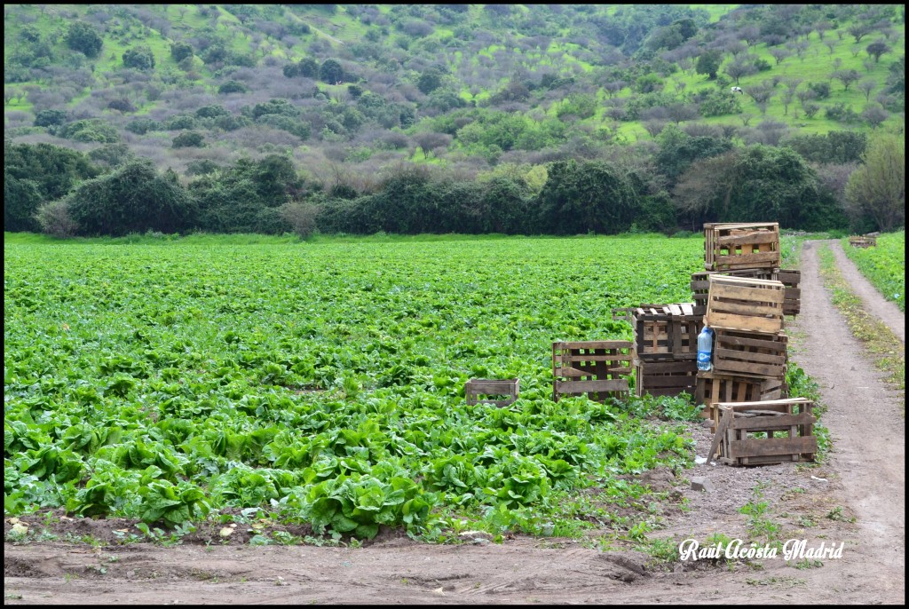 Foto de Quinta de Tilcoco (Libertador General Bernardo OʼHiggins), Chile