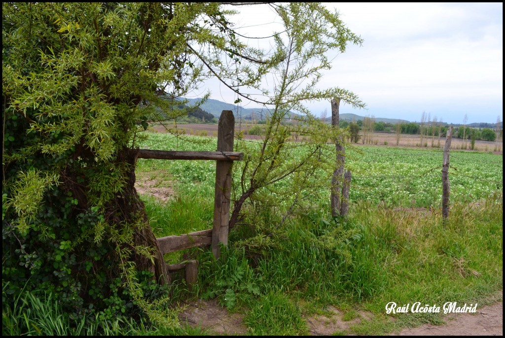 Foto de Quinta de Tilcoco (Libertador General Bernardo OʼHiggins), Chile