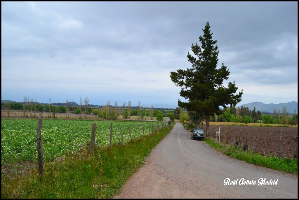 Foto de Quinta de Tilcoco (Libertador General Bernardo OʼHiggins), Chile