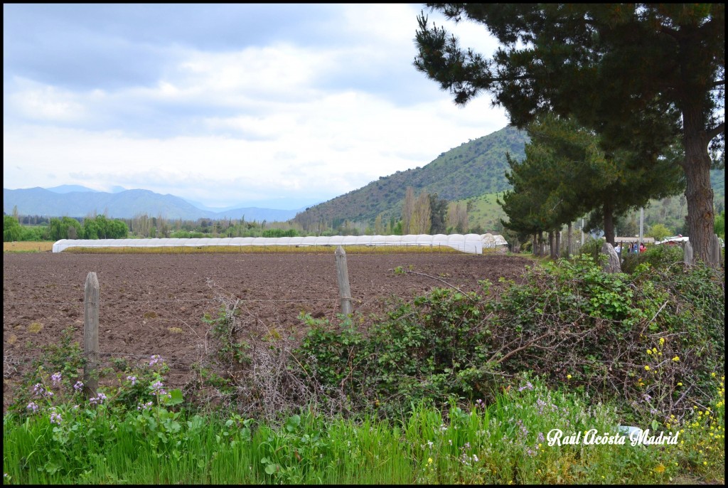 Foto de Quinta de Tilcoco (Libertador General Bernardo OʼHiggins), Chile