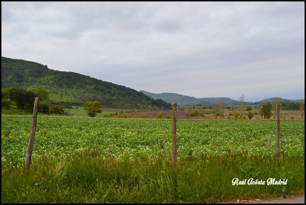 Foto de Quinta de Tilcoco (Libertador General Bernardo OʼHiggins), Chile