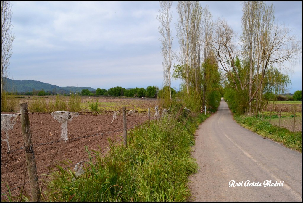 Foto de Quinta de Tilcoco (Libertador General Bernardo OʼHiggins), Chile