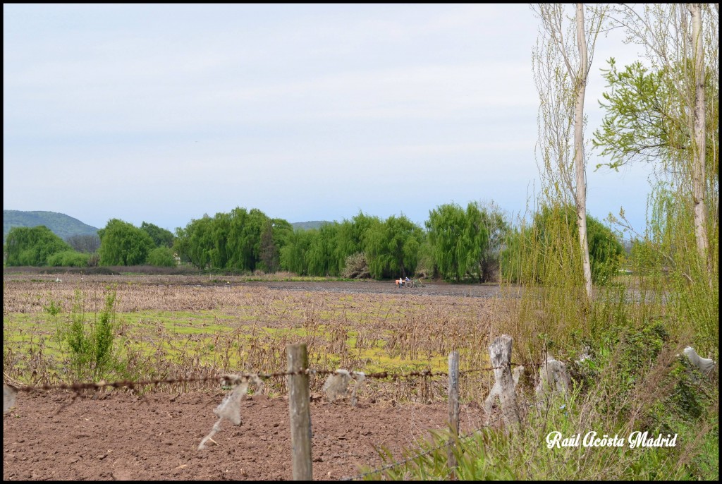 Foto de Quinta de Tilcoco (Libertador General Bernardo OʼHiggins), Chile