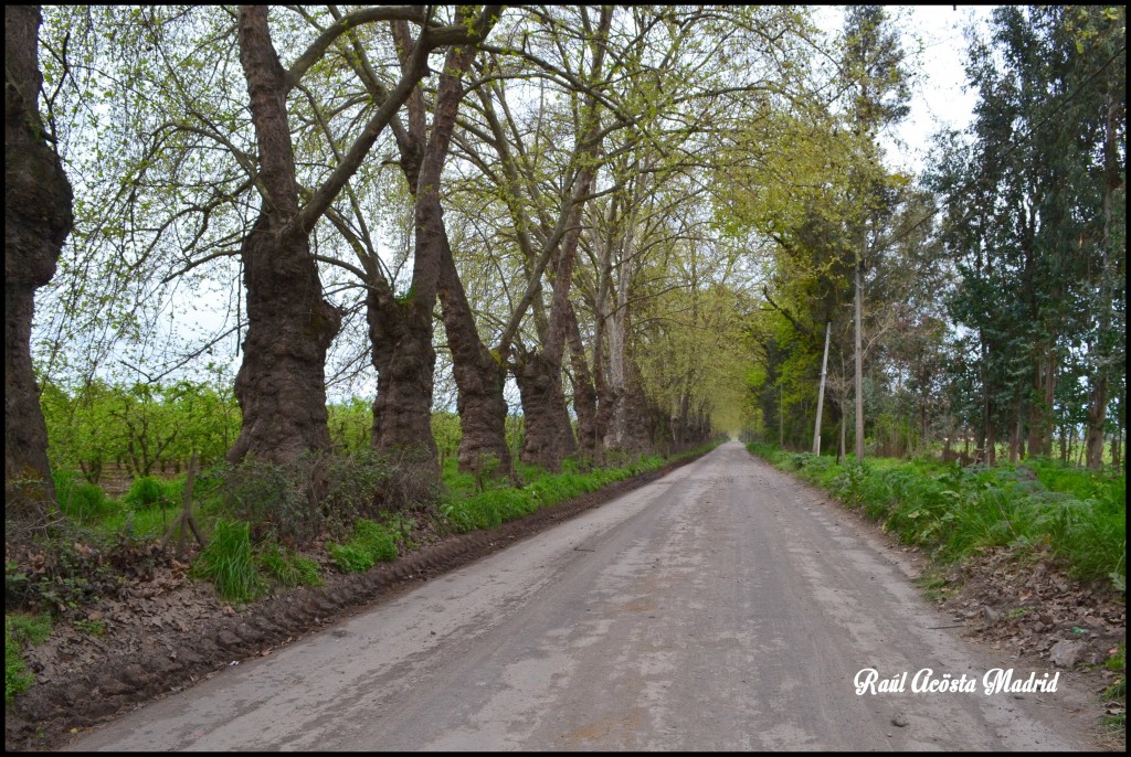 Foto de Quinta de Tilcoco (Libertador General Bernardo OʼHiggins), Chile