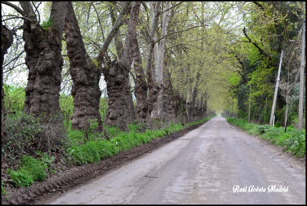 Foto de Quinta de Tilcoco (Libertador General Bernardo OʼHiggins), Chile