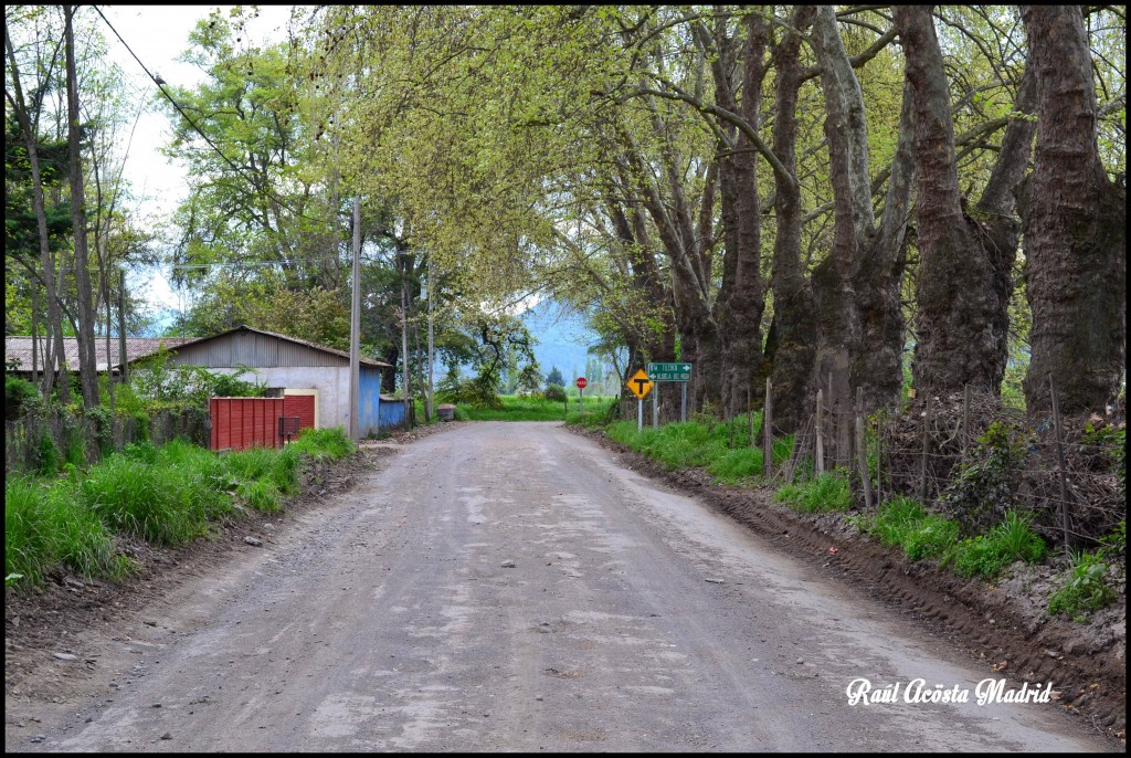 Foto de Quinta de Tilcoco (Libertador General Bernardo OʼHiggins), Chile