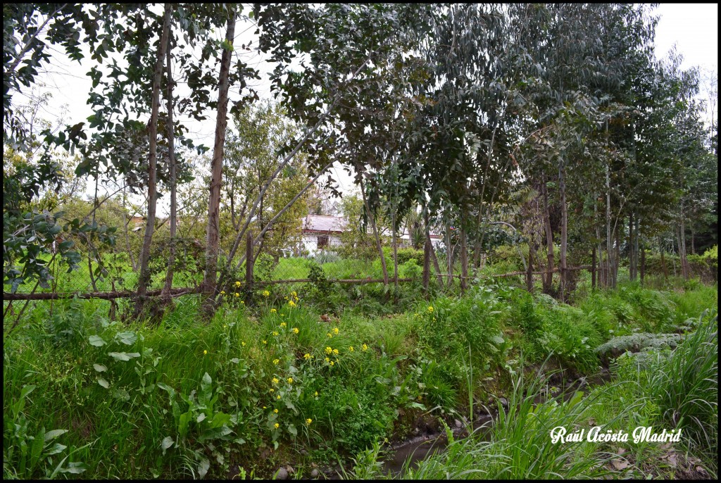 Foto de Quinta de Tilcoco (Libertador General Bernardo OʼHiggins), Chile