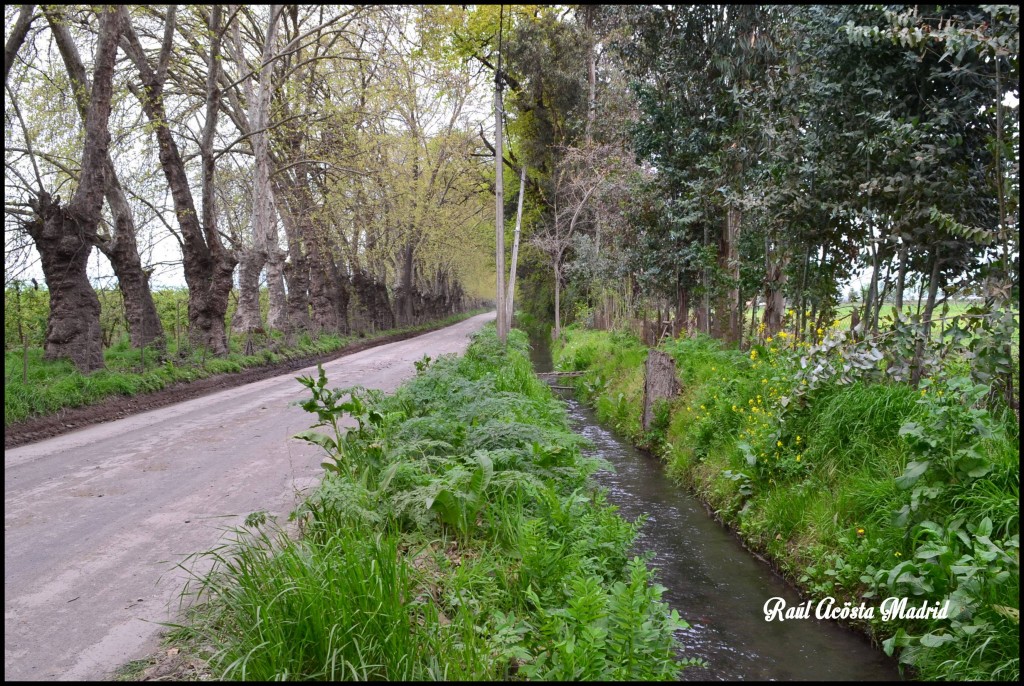 Foto de Quinta de Tilcoco (Libertador General Bernardo OʼHiggins), Chile