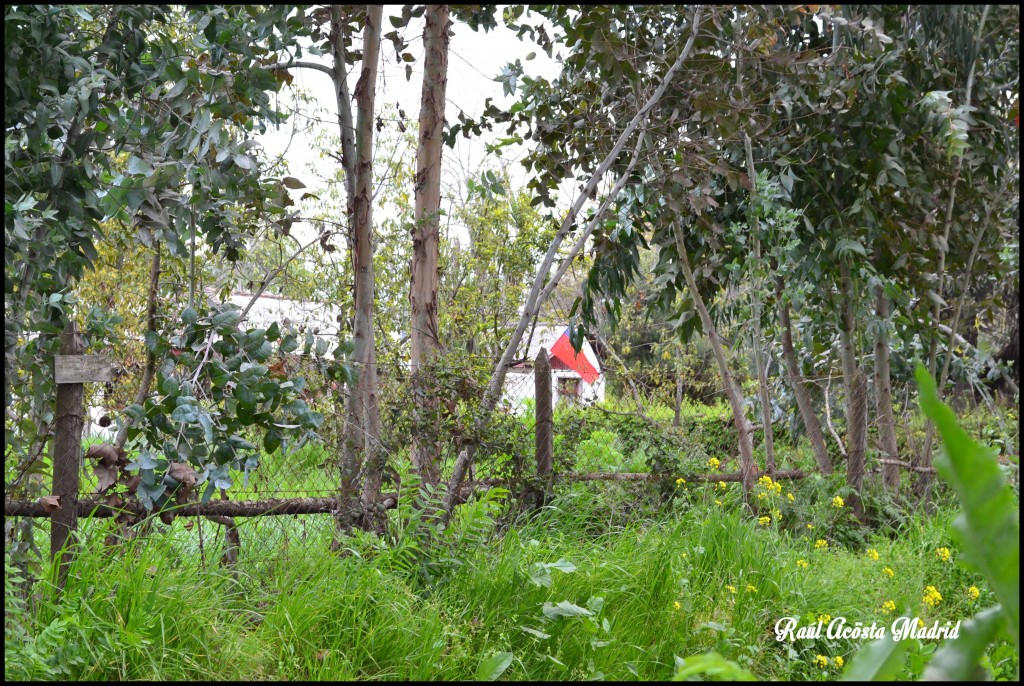 Foto de Quinta de Tilcoco (Libertador General Bernardo OʼHiggins), Chile