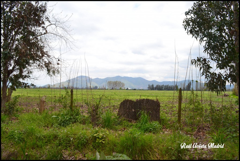 Foto de Quinta de Tilcoco (Libertador General Bernardo OʼHiggins), Chile