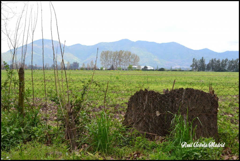 Foto de Quinta de Tilcoco (Libertador General Bernardo OʼHiggins), Chile