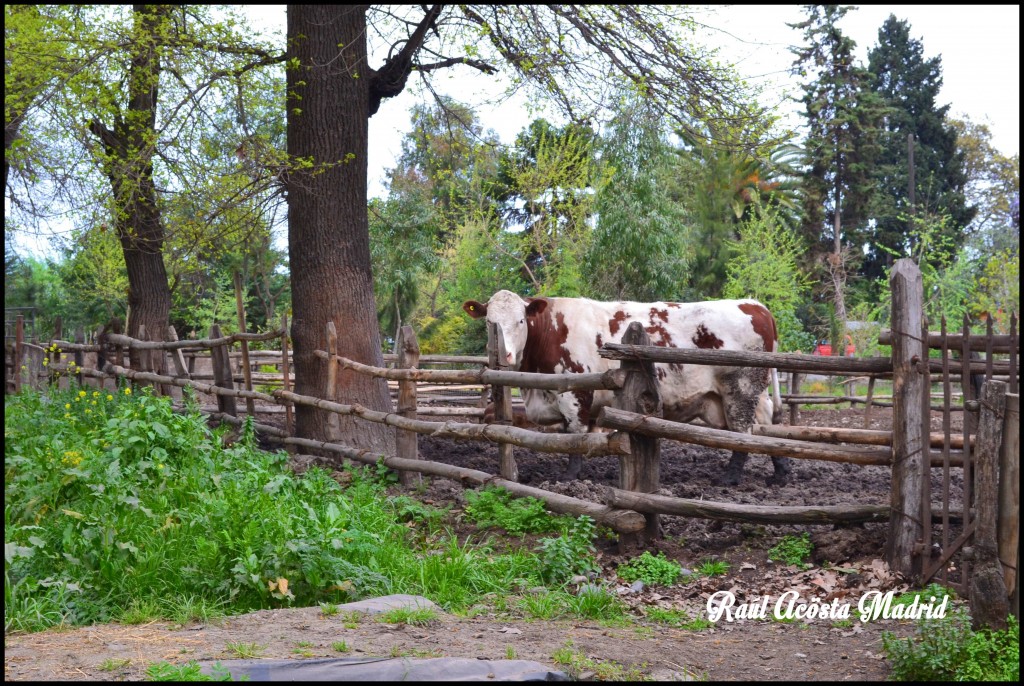 Foto de Quinta de Tilcoco (Libertador General Bernardo OʼHiggins), Chile