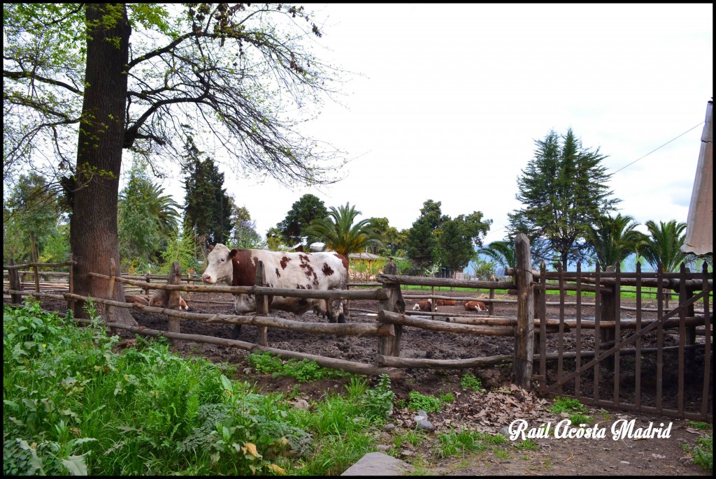 Foto de Quinta de Tilcoco (Libertador General Bernardo OʼHiggins), Chile