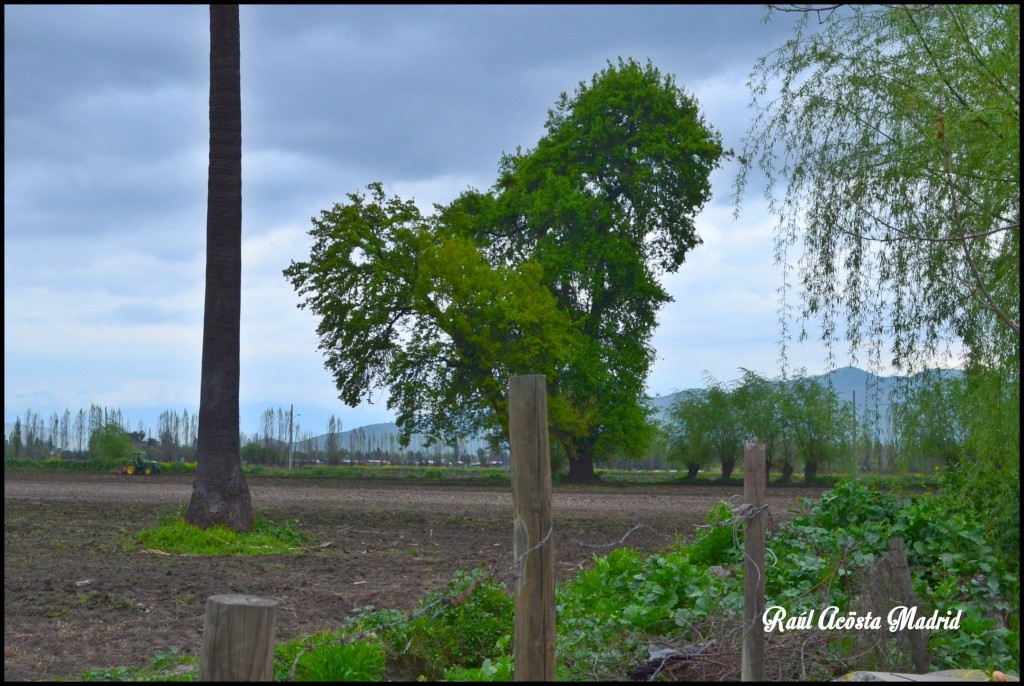 Foto de Quinta de Tilcoco (Libertador General Bernardo OʼHiggins), Chile