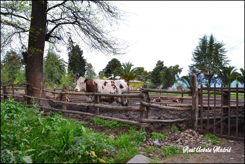 Foto de Quinta de Tilcoco (Libertador General Bernardo OʼHiggins), Chile