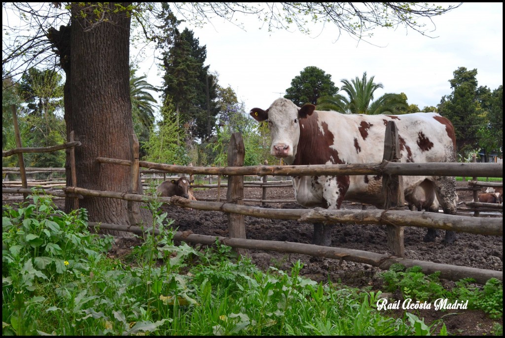 Foto de Quinta de Tilcoco (Libertador General Bernardo OʼHiggins), Chile