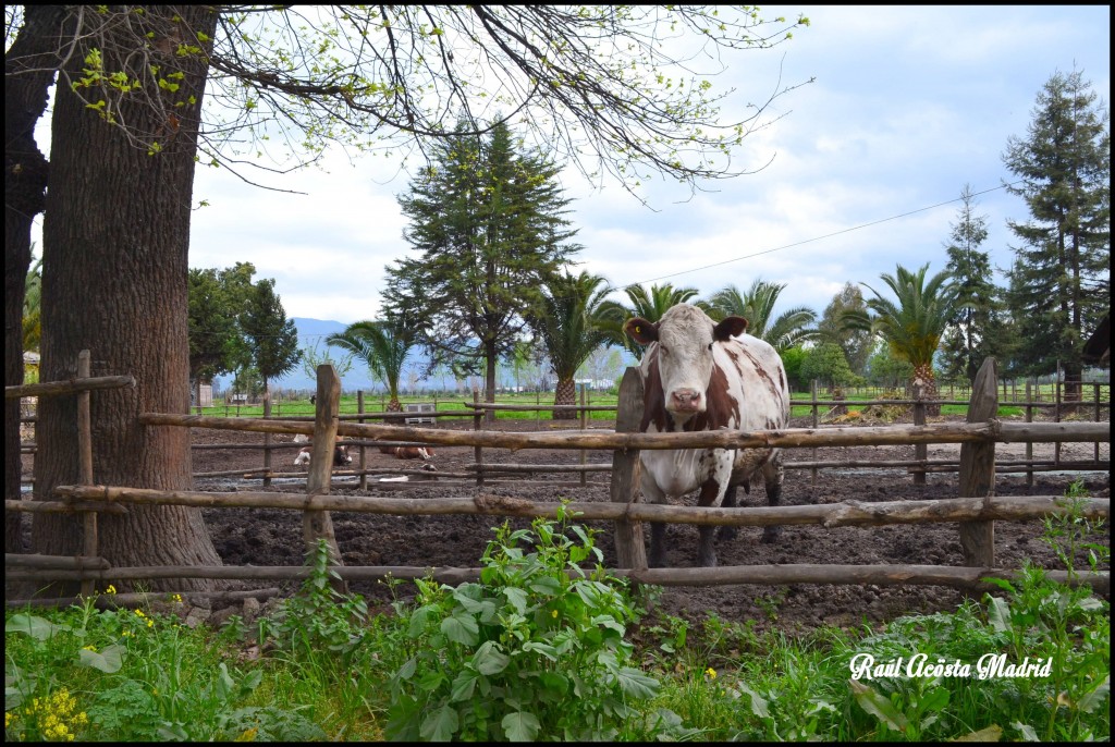 Foto de Quinta de Tilcoco (Libertador General Bernardo OʼHiggins), Chile