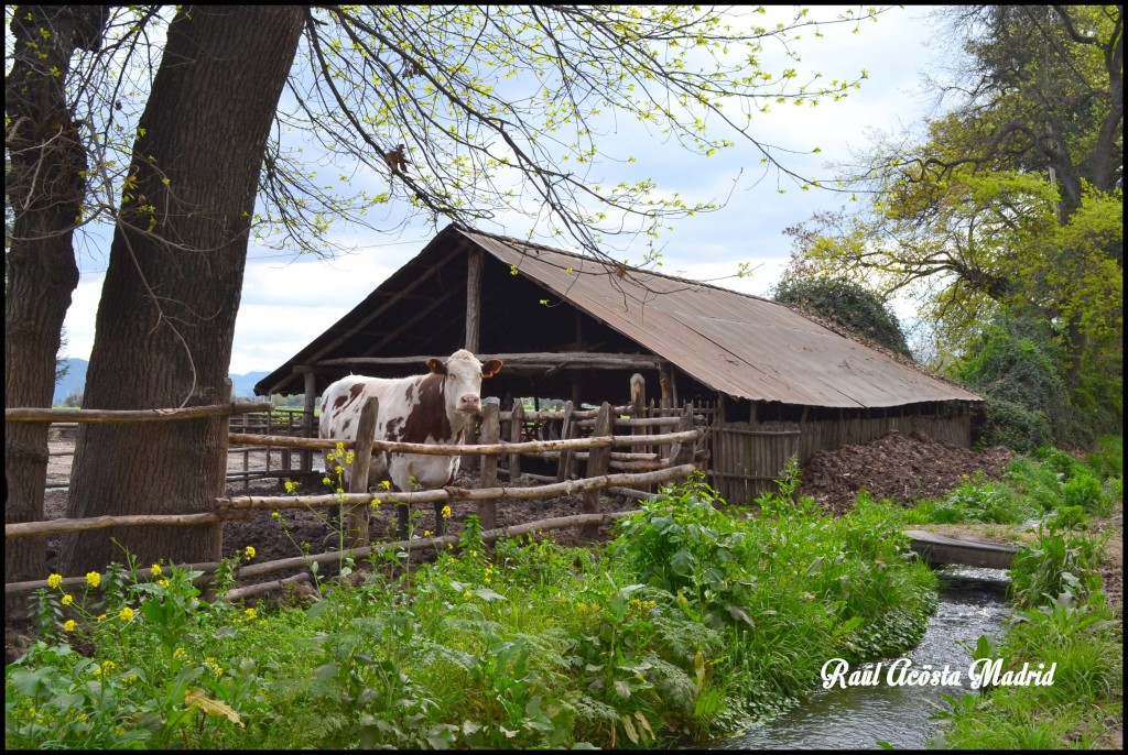 Foto de Quinta de Tilcoco (Libertador General Bernardo OʼHiggins), Chile