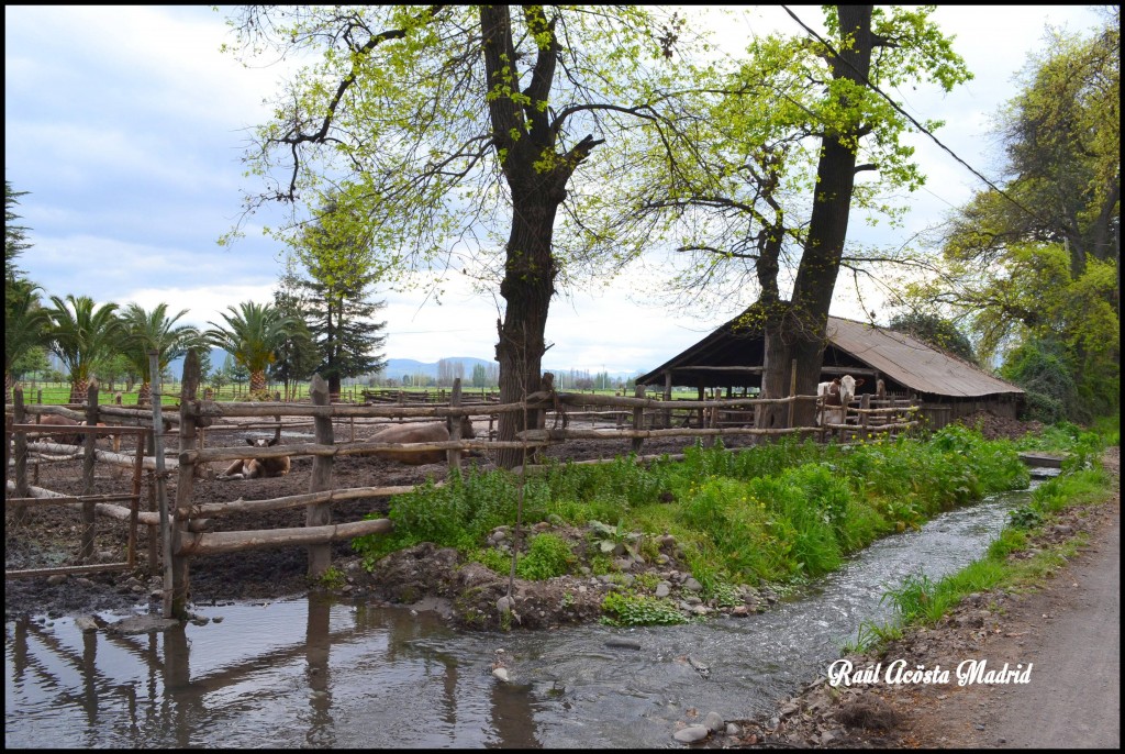 Foto de Quinta de Tilcoco (Libertador General Bernardo OʼHiggins), Chile