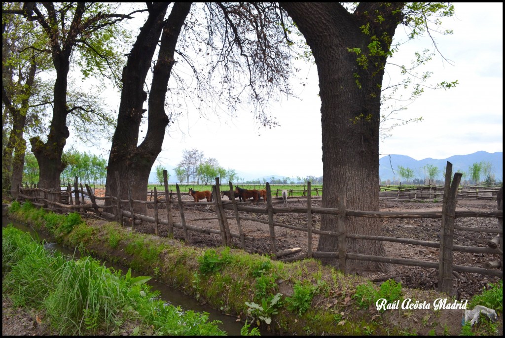 Foto de Quinta de Tilcoco (Libertador General Bernardo OʼHiggins), Chile