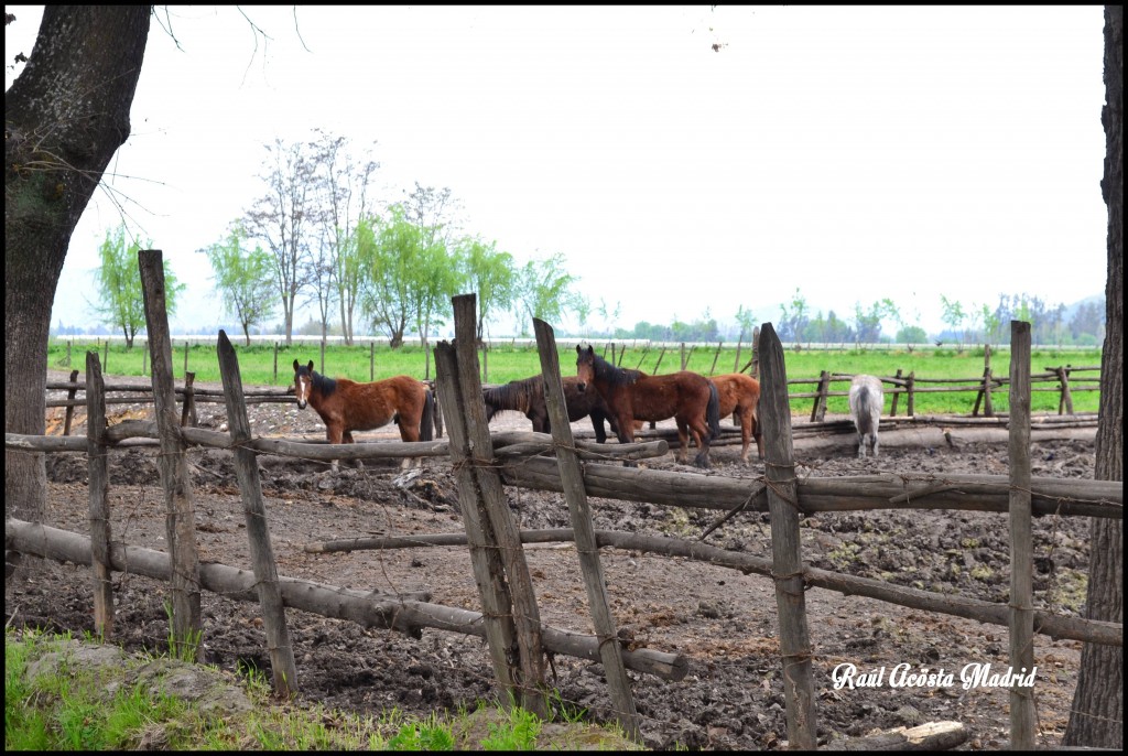 Foto de Quinta de Tilcoco (Libertador General Bernardo OʼHiggins), Chile