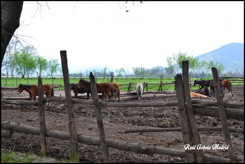 Foto de Quinta de Tilcoco (Libertador General Bernardo OʼHiggins), Chile