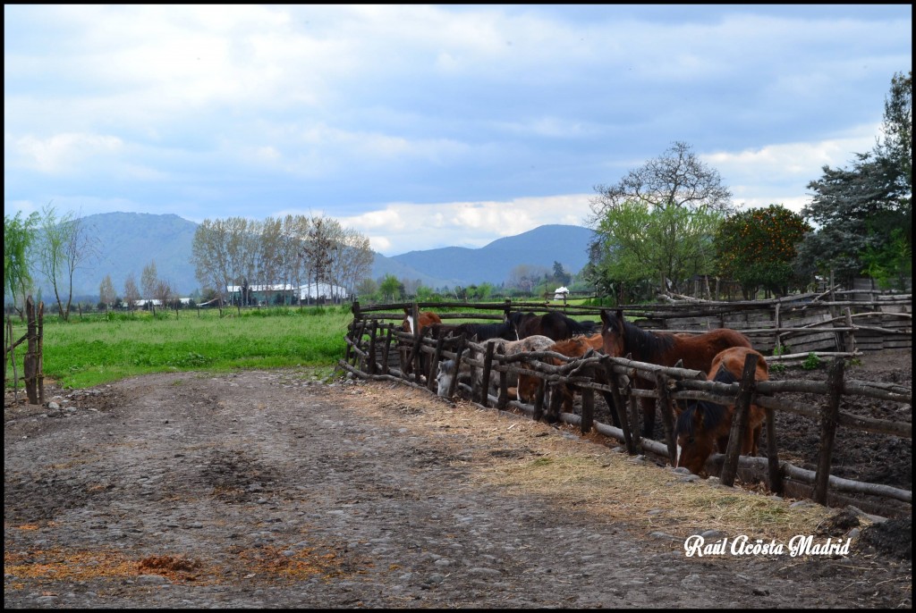 Foto de Quinta de Tilcoco (Libertador General Bernardo OʼHiggins), Chile