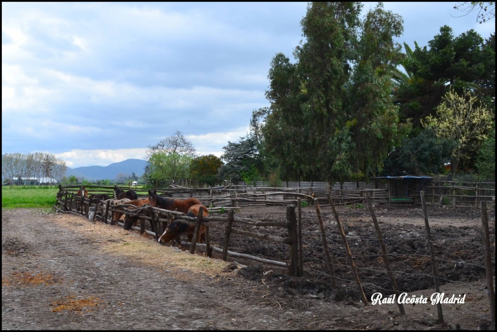 Foto de Quinta de Tilcoco (Libertador General Bernardo OʼHiggins), Chile