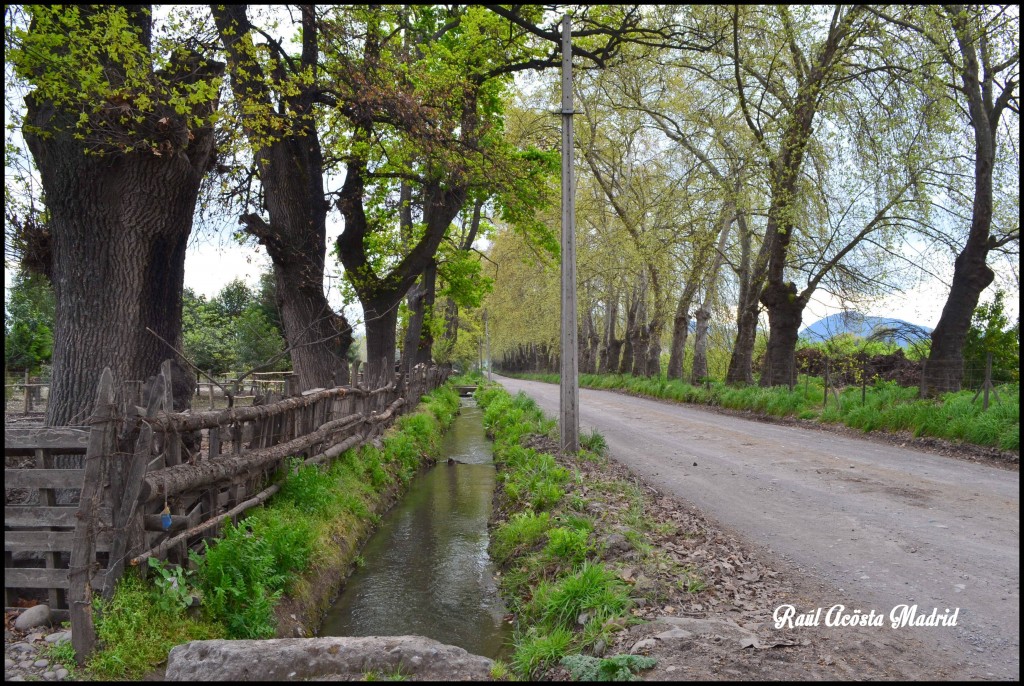 Foto de Quinta de Tilcoco (Libertador General Bernardo OʼHiggins), Chile