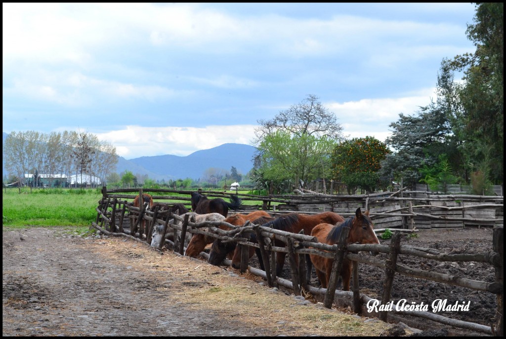 Foto de Quinta de Tilcoco (Libertador General Bernardo OʼHiggins), Chile