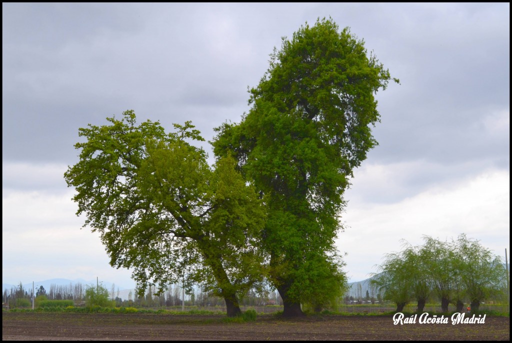 Foto de Quinta de Tilcoco (Libertador General Bernardo OʼHiggins), Chile