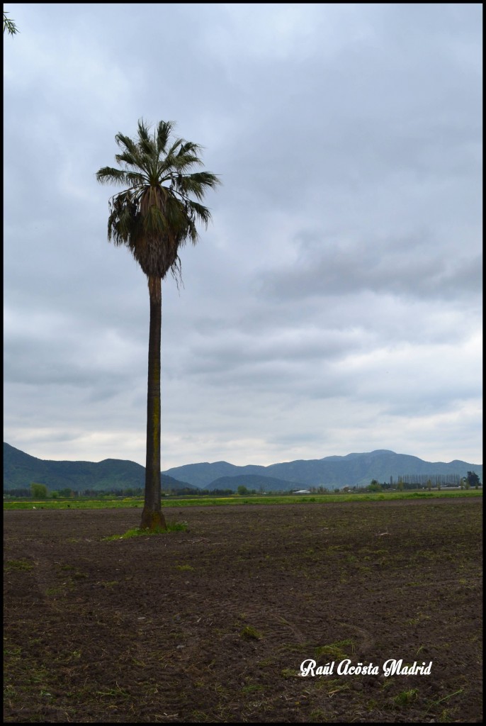 Foto de Quinta de Tilcoco (Libertador General Bernardo OʼHiggins), Chile