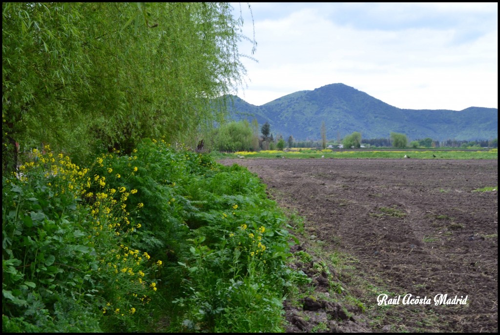 Foto de Quinta de Tilcoco (Libertador General Bernardo OʼHiggins), Chile