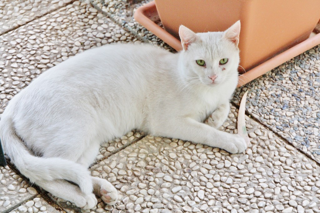 Foto: Gatito - Oliena (Sardinia), Italia