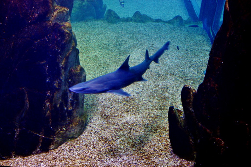 Foto: Acuario de Cala Gonone - Dorgali (Sardinia), Italia